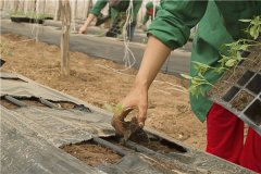土壤硬度測試儀-土壤硬度測試儀-主要用途是什么主機(jī)顯示器的價(jià)格